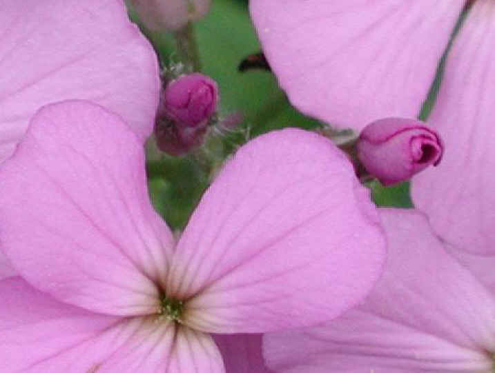Dame's Rocket (Hesperis matronalis) - 03a