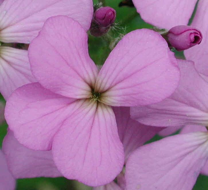 Dame's Rocket (Hesperis matronalis) - 04
