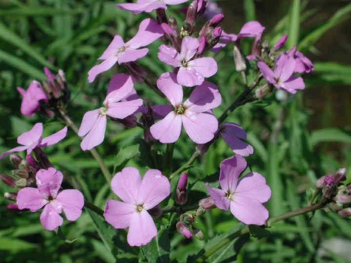 Dame's Rocket (Hesperis matronalis) - 06