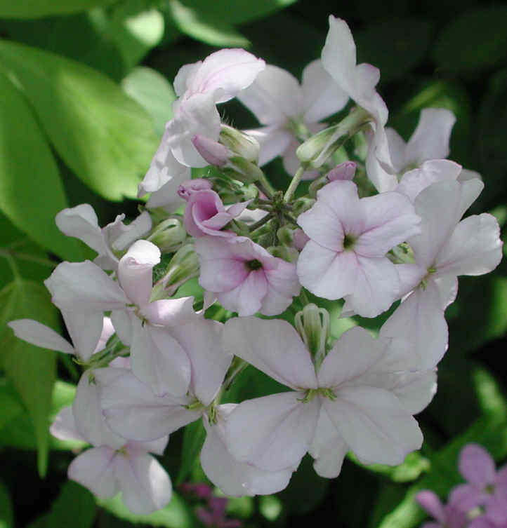Dame's Rocket (Hesperis matronalis) - 08