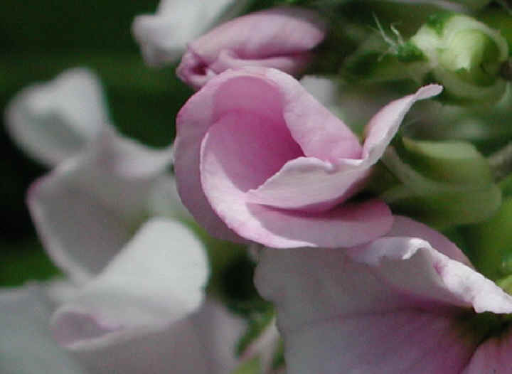 Dame's Rocket (Hesperis matronalis) - 09