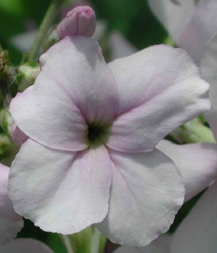 Dame's Rocket (Hesperis matronalis) - 09a