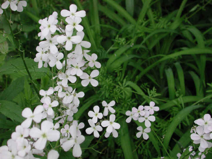 Dame's Rocket (Hesperis matronalis) - 11
