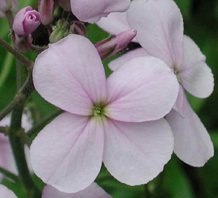 Dame's Rocket (Hesperis matronalis) - 13a