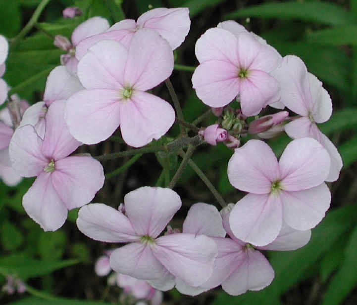 Dame's Rocket (Hesperis matronalis) - 14