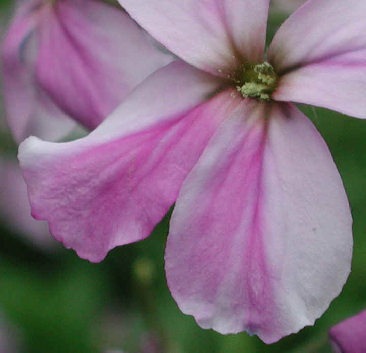Dame's Rocket (Hesperis matronalis) - 15