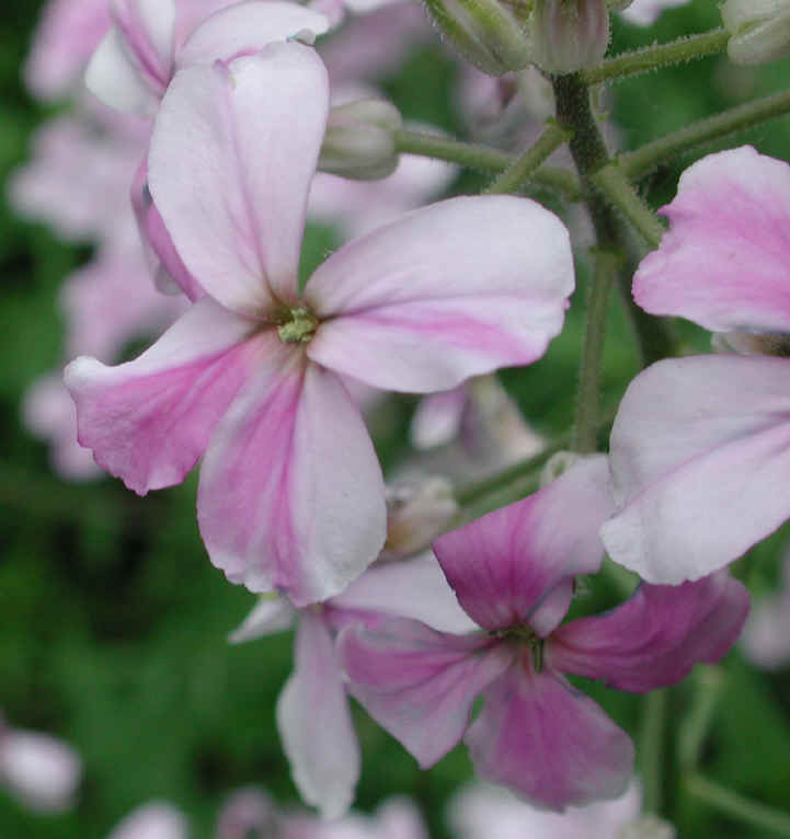 Dame's Rocket (Hesperis matronalis) - 16