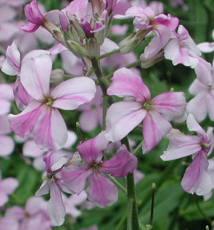 Dame's Rocket (Hesperis matronalis) - 17