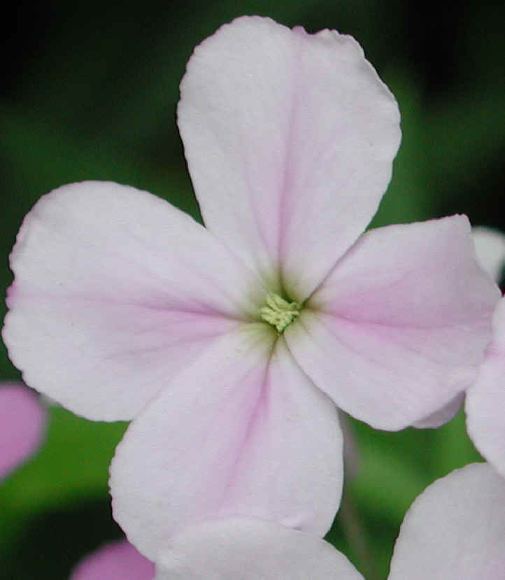 Dame's Rocket (Hesperis matronalis) - 18