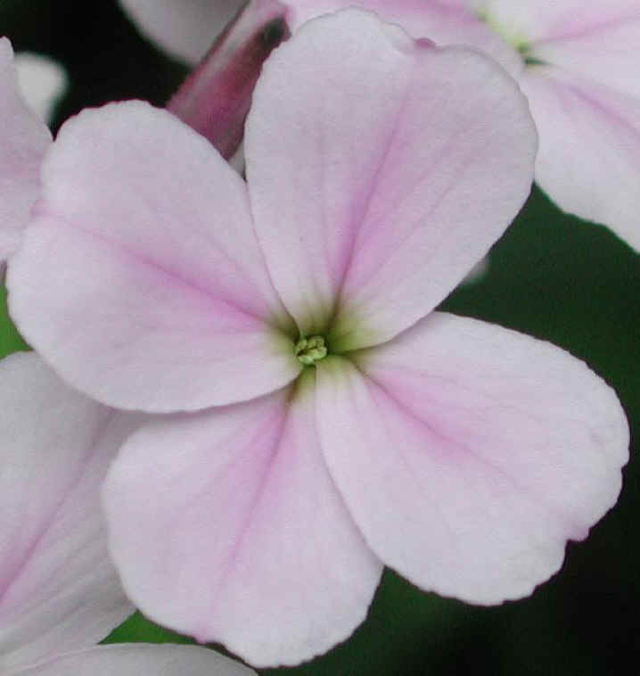 Dame's Rocket (Hesperis matronalis) - 18b