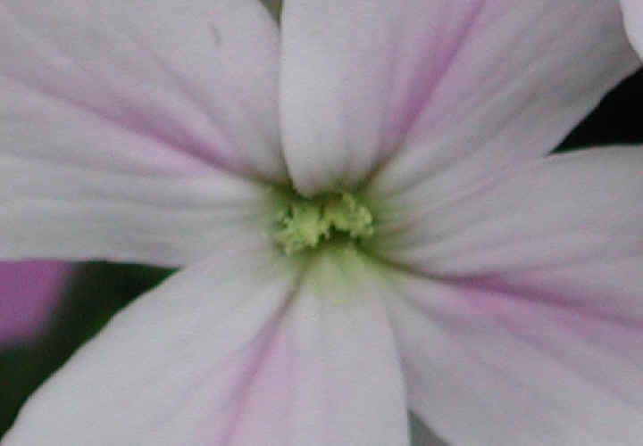 Dame's Rocket (Hesperis matronalis) - 19