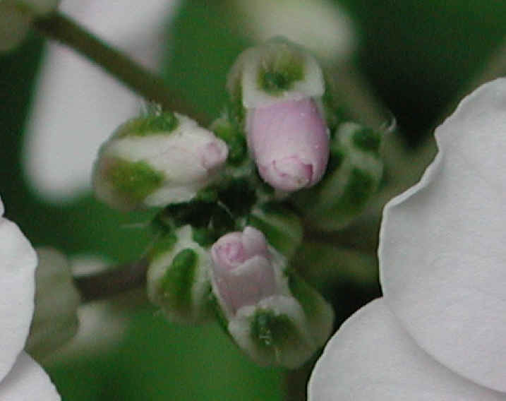 Dame's Rocket (Hesperis matronalis) - 20