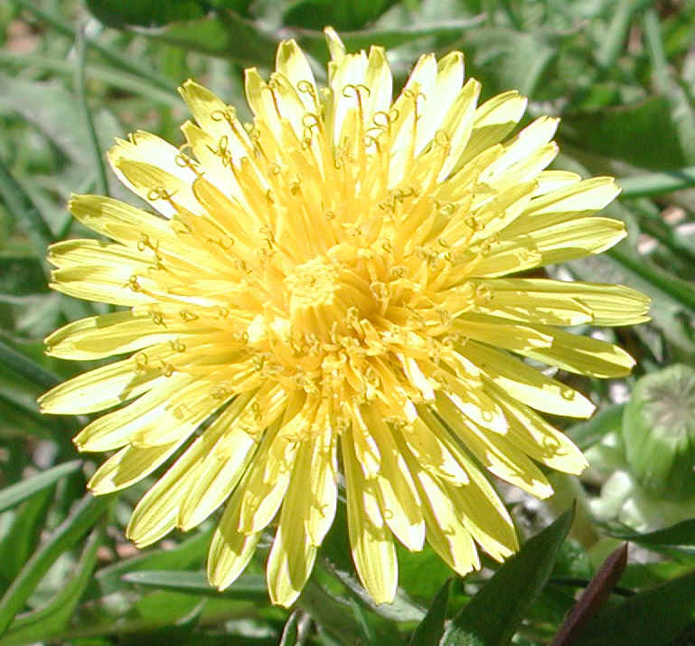 Dandelion (Taraxacum officinale) - 09