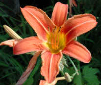Daylily