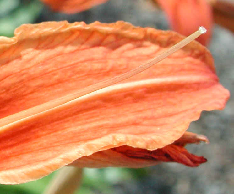 Day Lily (Hemerocallis fulva) - 06a