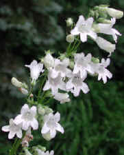 wfshl-foxglove-bt1.jpg (50223 bytes)