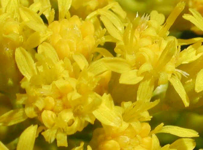 Canada Goldenrod (Solidago canadensis) - 05