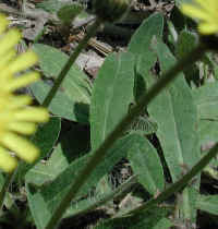 Mouse-ear Hawkweed (Hieracium pilosella) - 03