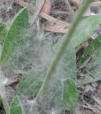 Mouse-ear Hawkweed (Hieracium pilosella) - 12