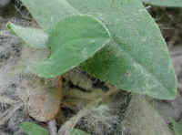 Mouse-ear Hawkweed (Hieracium pilosella) - 17