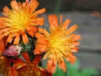 Hawkweed, Orange (Hieracium aurantiacum or Pilosella aurantiaca) - 02
