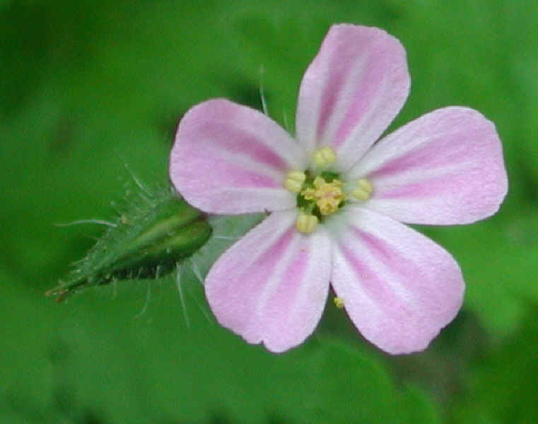 Herb Robert or Robert Geranium (Geranium robertianum) - 09