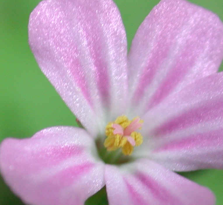 Herb Robert or Robert Geranium (Geranium robertianum) - 19