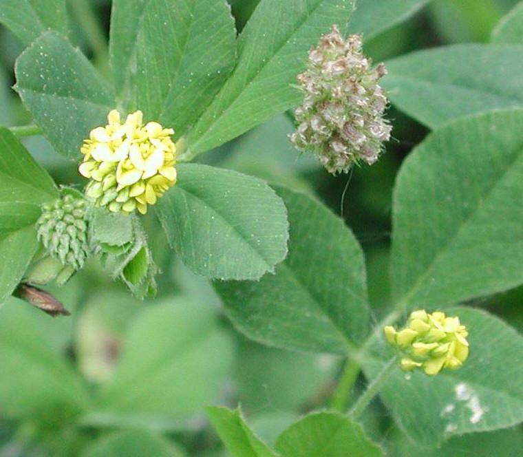 Hop Clover - 11a