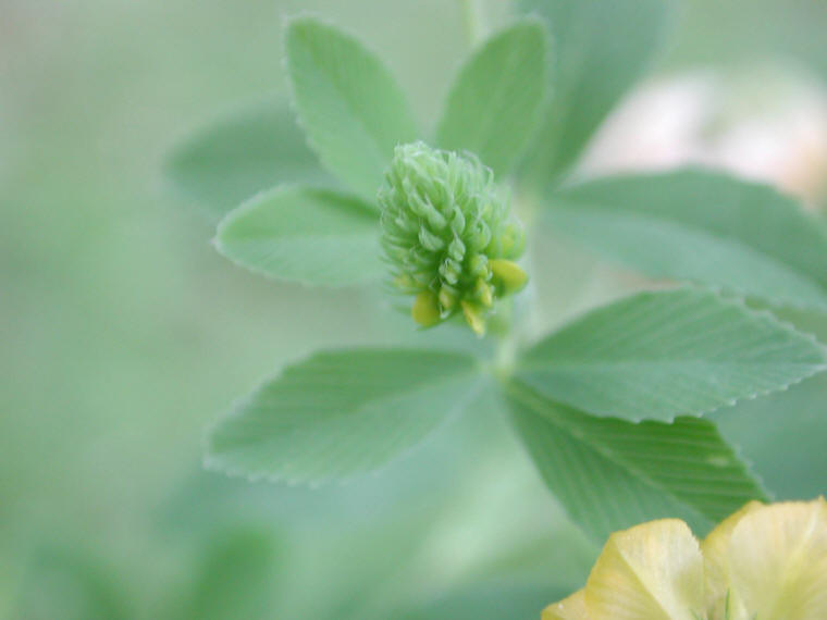 Hop Clover - 13