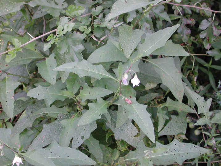 Horse-Nettle (Solanum carolinense) - 01
