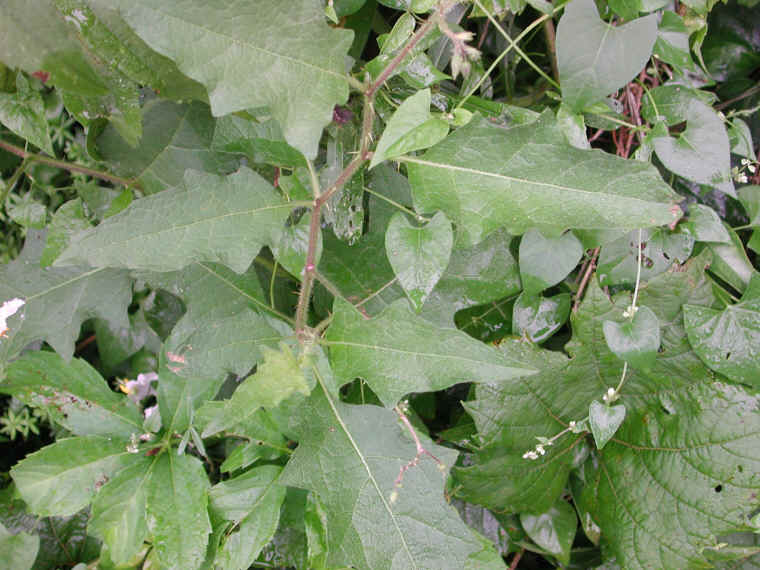 Horse-Nettle (Solanum carolinense) - 08