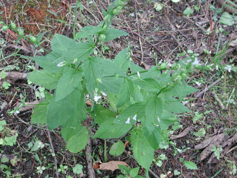 Indian Tobacco (Lobelia inflata) - 01