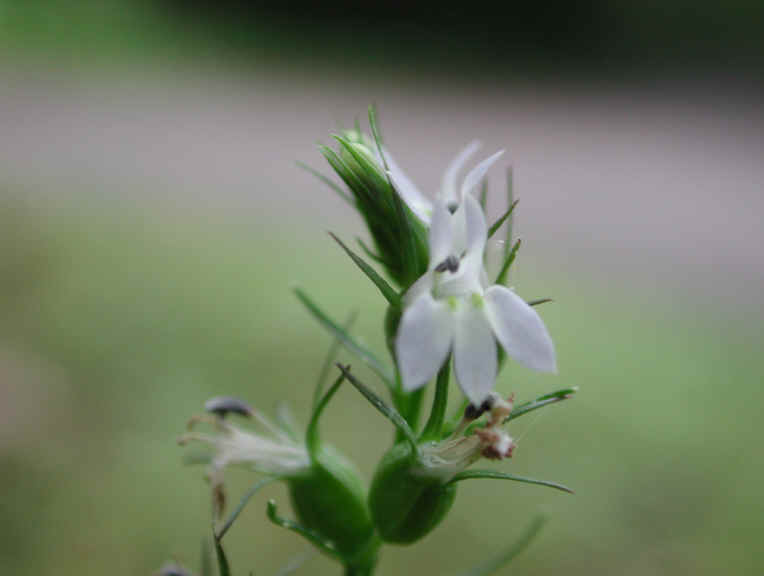 Indian Tobacco (Lobelia inflata) - 03