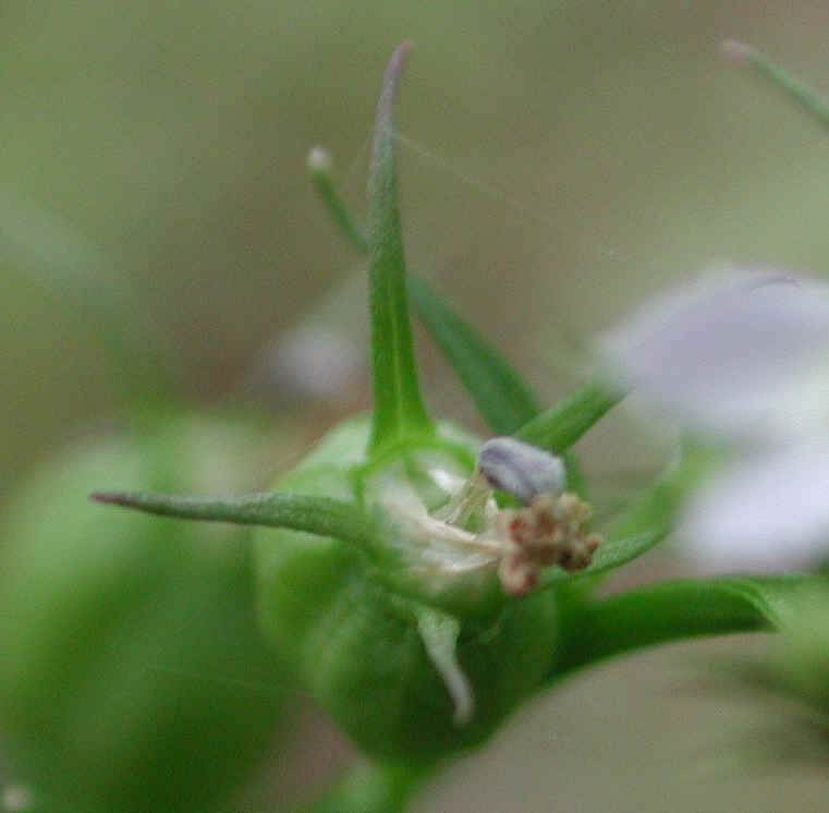 Indian Tobacco (Lobelia inflata) - 04