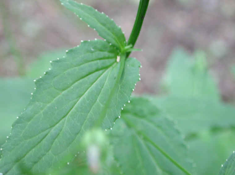 Indian Tobacco (Lobelia inflata) - 05