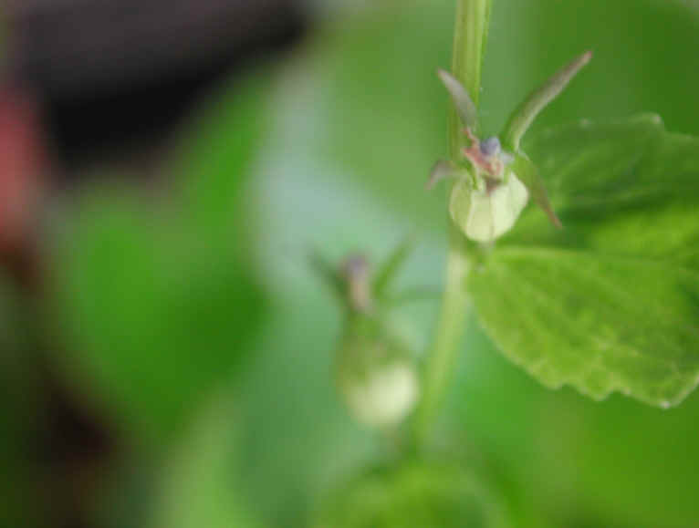 Indian Tobacco (Lobelia inflata) - 06