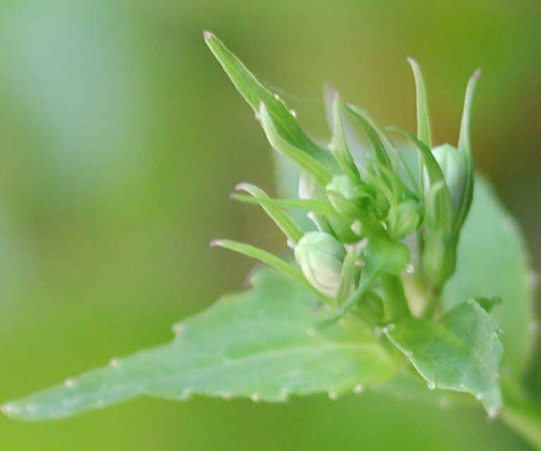 Indian Tobacco (Lobelia inflata) - 08