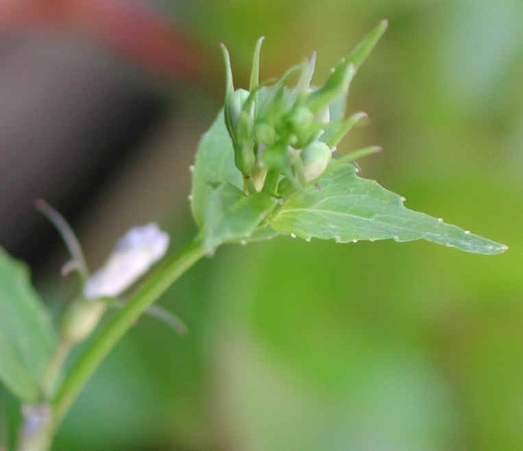 Indian Tobacco (Lobelia inflata) - 09