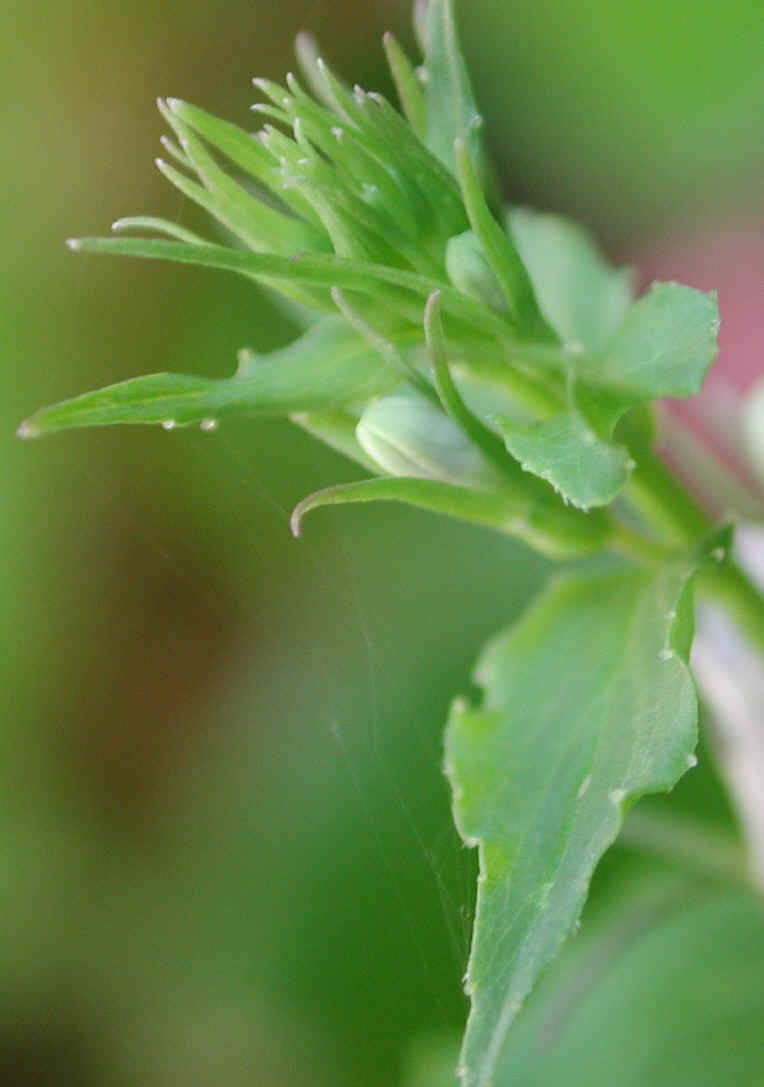 Indian Tobacco (Lobelia inflata) - 10