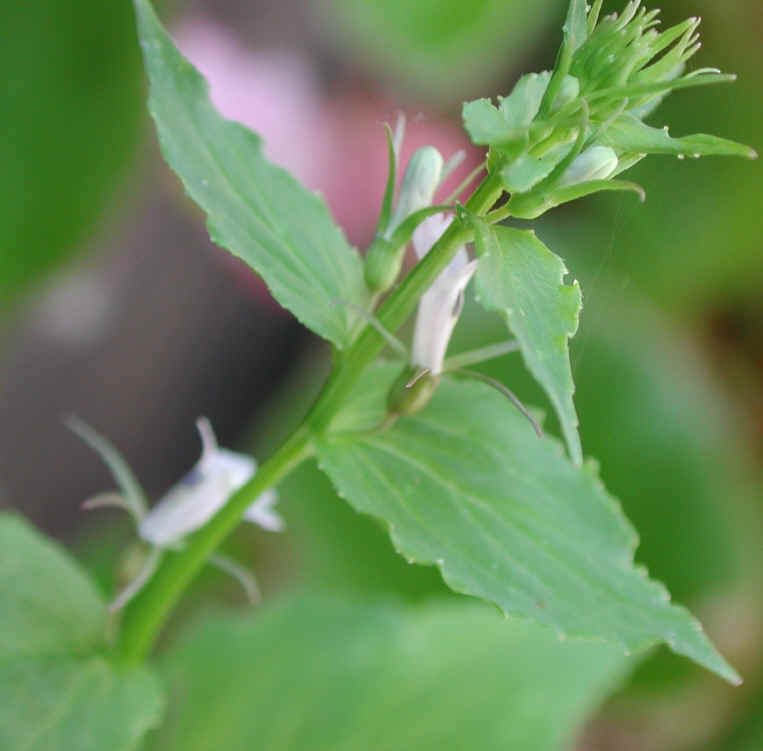 Indian Tobacco (Lobelia inflata) - 11