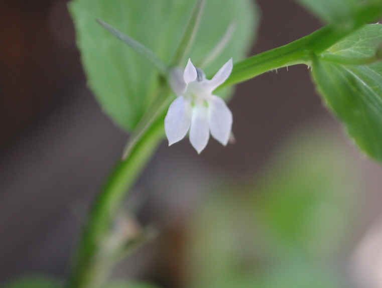 Indian Tobacco (Lobelia inflata) - 12