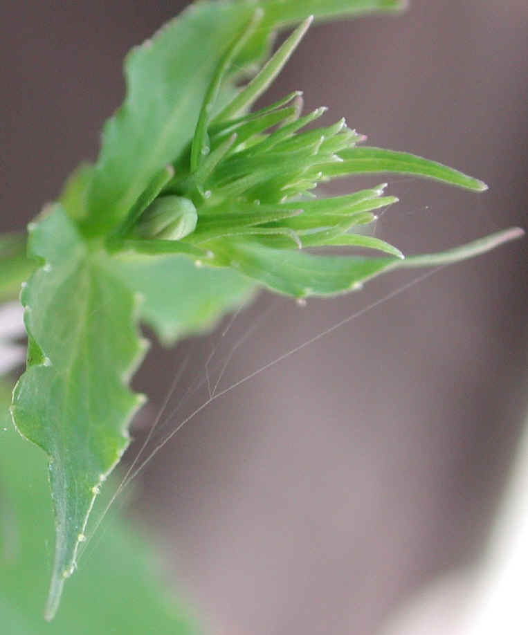 Indian Tobacco (Lobelia inflata) - 14