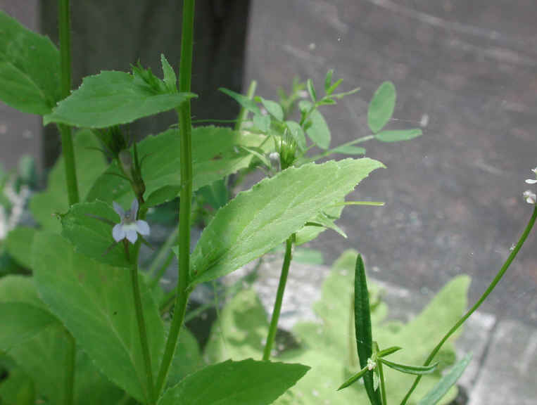 Indian Tobacco (Lobelia inflata) - 15