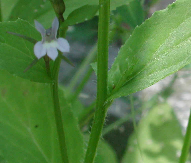 Indian Tobacco (Lobelia inflata) - 15a