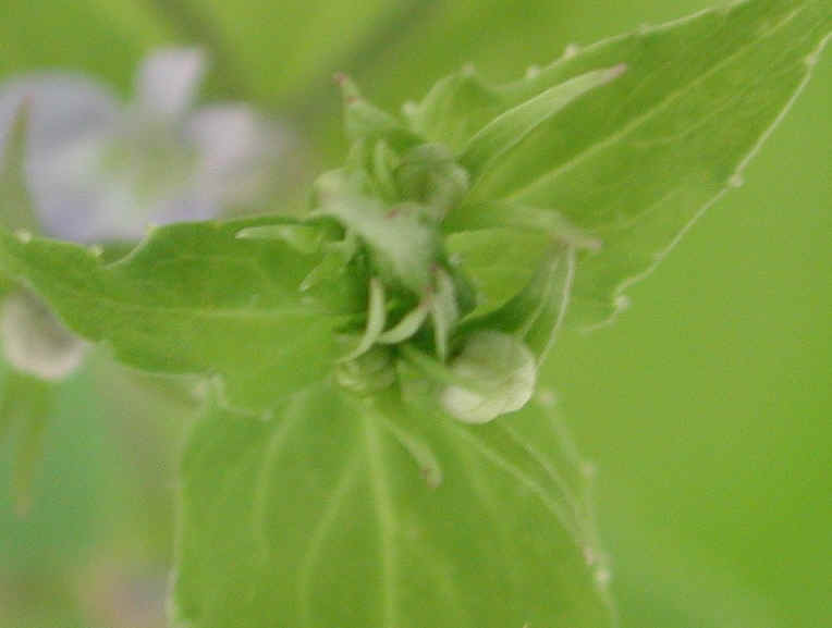 Indian Tobacco (Lobelia inflata) - 16