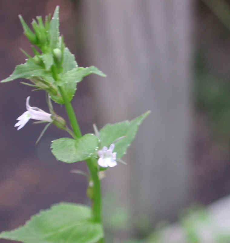 Indian Tobacco (Lobelia inflata) - 17