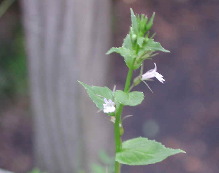 Indian Tobacco (Lobelia inflata) - 18