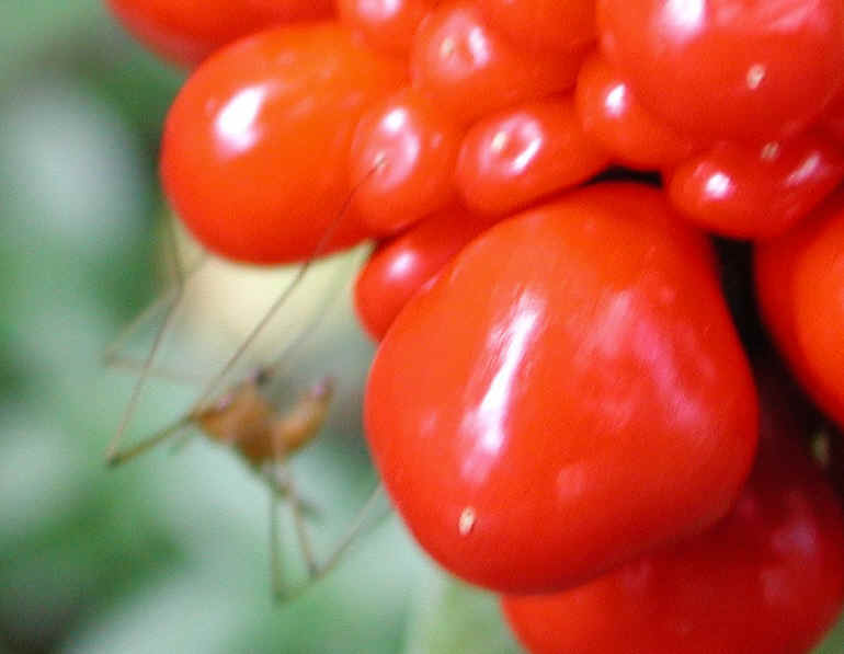 Jack in the Pulpit (Arisaema triphyllum) - 18a