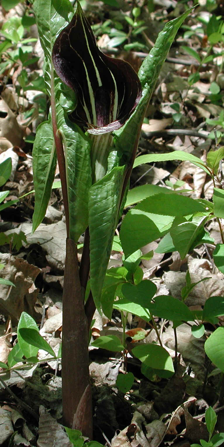 Jack in the Pulpit (Arisaema triphyllum) - 20
