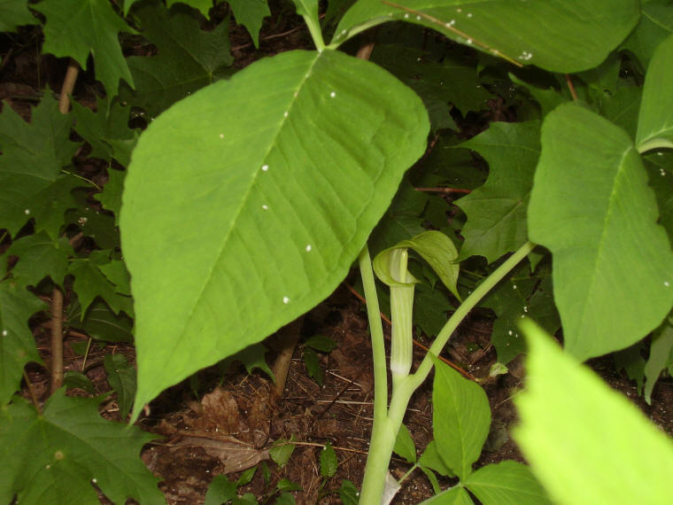 Jack in the Pulpit (Arisaema triphyllum) - 22